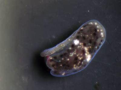 Runcina sp. 1 - Runcina sp. 1