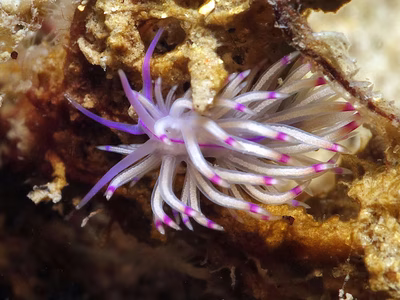 Unidentia sandramillenae - Unidentia sandramillenae