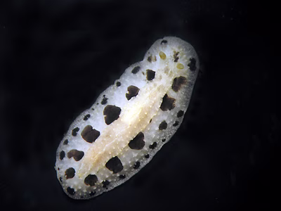 Phyllidiopsis loricata - Phyllidiopsis loricata
