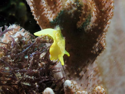 Tylodina corticalis - Tylodina corticalis