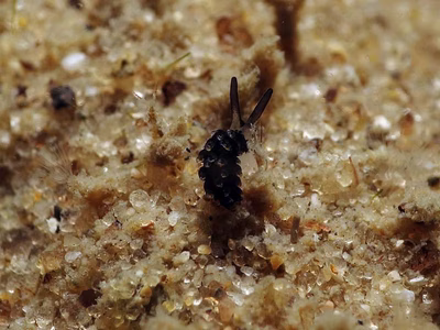 Costasiella sp. 1 - Costasiella sp. 1