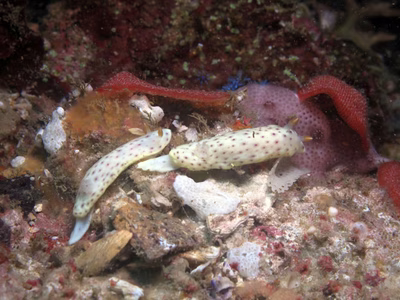 Chromodoris aspersa - Chromodoris aspersa