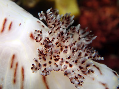 Halgerda sp. 2 - Halgerda sp. 2