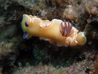 Glossodoris sp. 1 - Glossodoris sp. 1