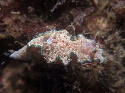 Glossodoris sp. 5 - Glossodoris sp. 5