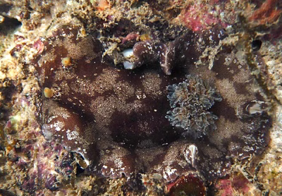 Platydoris scabra - Platydoris scabra