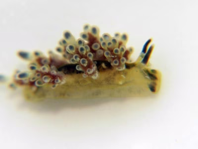 Doto racemosa - Doto racemosa