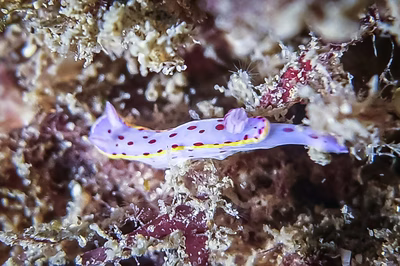 Hypselodoris bennetti - Hypselodoris bennetti