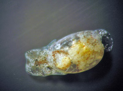 Haminoea sp. 9 - Haminoea sp. 9
