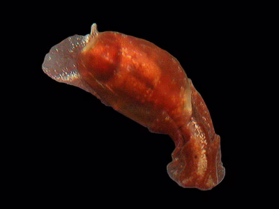 Haminoea sp. 4 - Haminoea sp. 4