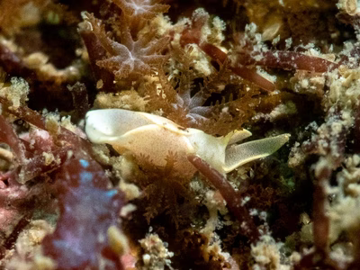 Chelidonura amoena - Chelidonura amoena