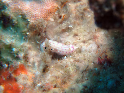 Hypselodoris sp. 4 - Hypselodoris sp. 4