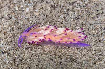 Unidentia sp. 14 - Unidentia sp. 14