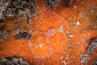 Rostanga sp. 1 - Rostanga sp. 1