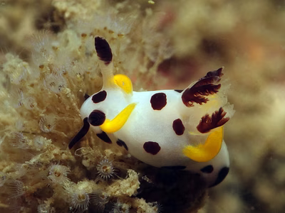 Trapania japonica - Trapania japonica