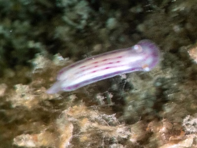 Hypselodoris sp. 8 - Hypselodoris sp. 8