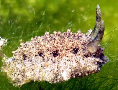 Atagema sp. 2 - Atagema sp. 2