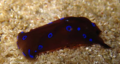 Chelidonura livida - Chelidonura livida