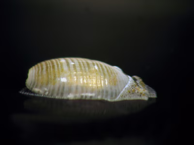 Haminoea sp. 11 - Haminoea sp. 11