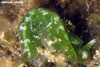 Elysia sp. 10 - Elysia sp. 10