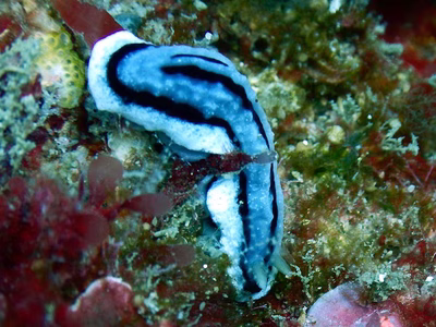 Phyllidiopsis xishaensis - Phyllidiopsis xishaensis