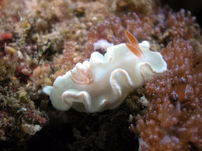 Ardeadoris angustolutea - Ardeadoris angustolutea