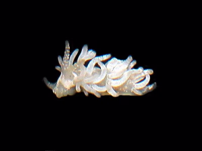 Facelina sp. 2 - Facelina sp. 2