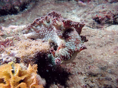 Marionia sp. 6 - Marionia sp. 6