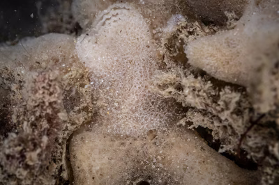 Jorunna sp. 6 - Jorunna sp. 6