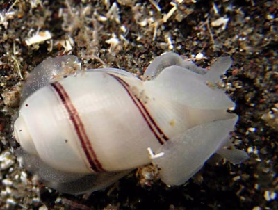 Bullina vitrea - Bullina vitrea