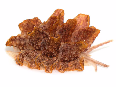 Cyerce sp. 1 - Cyerce sp. 1