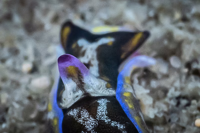 Philinopsis sp. 4 - Philinopsis sp. 4