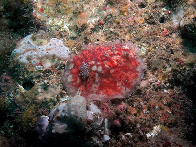 Platydoris formosa - Platydoris formosa