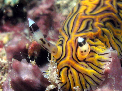 Halgerda willeyi - Halgerda willeyi