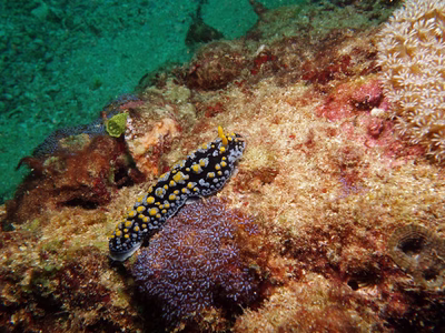 Phyllidia guamensis - Phyllidia guamensis