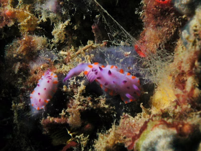 Mexichromis macropus - Mexichromis macropus