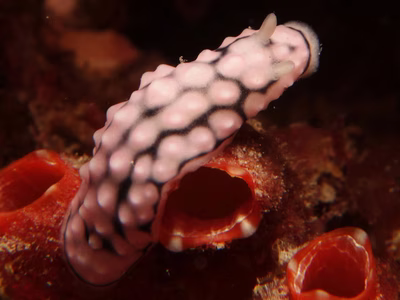 Phyllidiella sp. 2 - Phyllidiella sp. 2