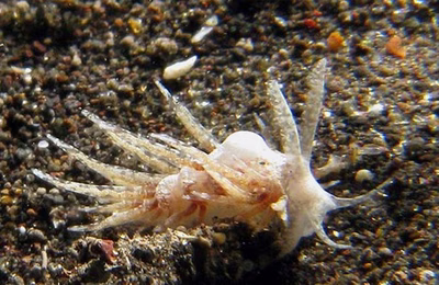 Baeolidia sp. 2 - Baeolidia sp. 2