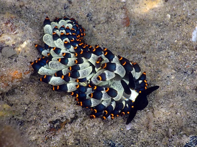 Tenellia sp. 51 - Tenellia sp. 51