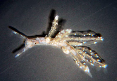 Hermaea sp. 7 - Hermaea sp. 7