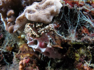 Hypselodoris jacksoni - Hypselodoris jacksoni