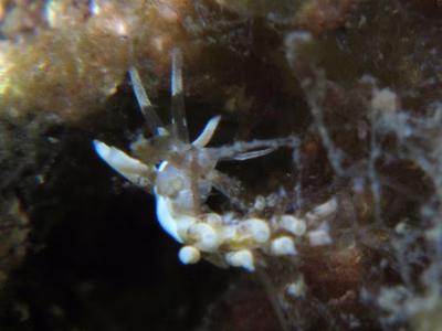 Tenellia sp. 11 - Tenellia sp. 11