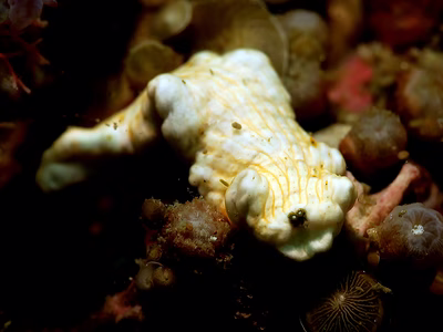 Dermatobranchus sp. 9 - Dermatobranchus sp. 9