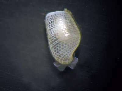 Colinatys sp. 1 - Colinatys sp. 1