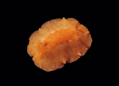 Platydoris inornata - Platydoris inornata