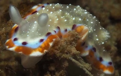 Goniobranchus lekker - Goniobranchus lekker