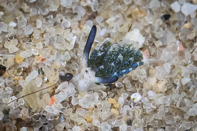 Costasiella sp. 5 - Costasiella sp. 5