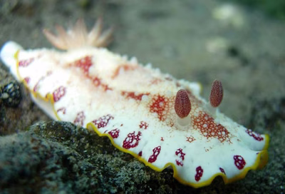 Goniobranchus tinctorius - Goniobranchus tinctorius