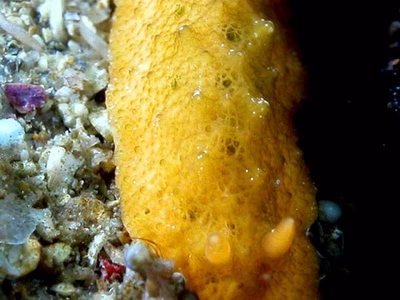 Sclerodoris sp. 2 - Sclerodoris sp. 2