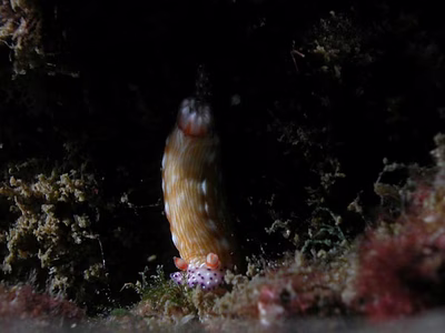 Hypselodoris sp. 6 - Hypselodoris sp. 6